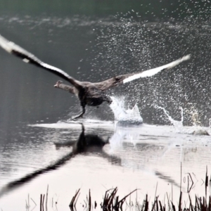 Cygnus atratus at Bournda, NSW - 6 May 2020