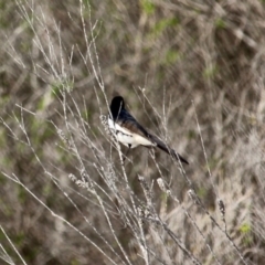 Rhipidura leucophrys (Willie Wagtail) at Bournda National Park - 6 May 2020 by RossMannell