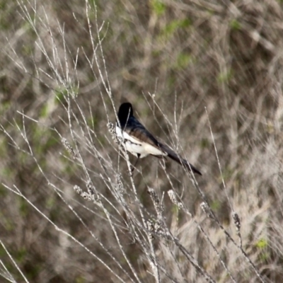 Rhipidura leucophrys (Willie Wagtail) at Bournda National Park - 6 May 2020 by RossMannell