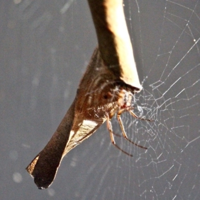 Phonognatha graeffei (Leaf Curling Spider) at Bournda Environment Education Centre - 5 May 2020 by RossMannell