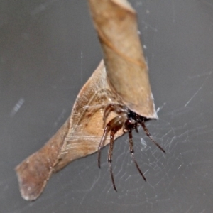 Phonognatha graeffei at Bournda, NSW - 5 May 2020