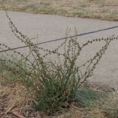 Rumex brownii (Slender Dock) at Point Hut Pond - 2 Feb 2020 by michaelb