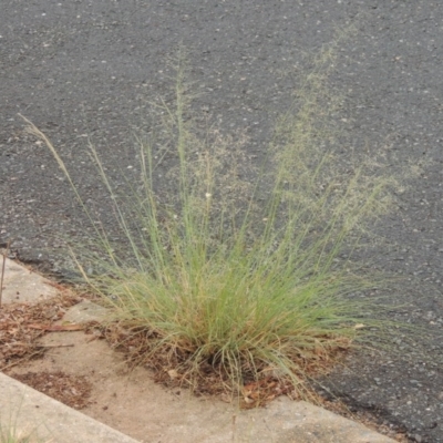 Eragrostis curvula (African Lovegrass) at Point Hut Pond - 2 Feb 2020 by michaelb