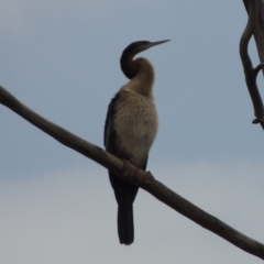 Anhinga novaehollandiae (Australasian Darter) at Gordon, ACT - 2 Feb 2020 by MichaelBedingfield
