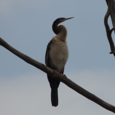 Anhinga novaehollandiae (Australasian Darter) at Gordon, ACT - 2 Feb 2020 by MichaelBedingfield