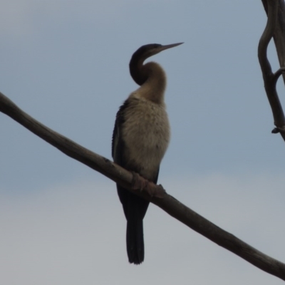 Anhinga novaehollandiae (Australasian Darter) at Point Hut Pond - 2 Feb 2020 by michaelb