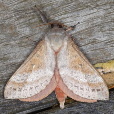 Oxycanus dirempta (Variable Oxycanus) at Ainslie, ACT - 1 Jun 2020 by jb2602