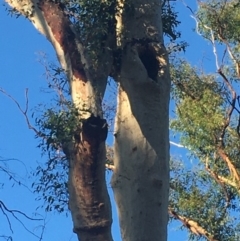 Native tree with hollow(s) (Native tree with hollow(s)) at Mogo State Forest - 1 Jun 2020 by nickhopkins