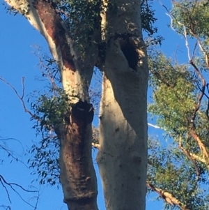Native tree with hollow(s) at Mogo, NSW - 2 Jun 2020