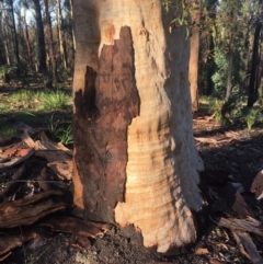 Native tree with hollow(s) at Mogo, NSW - 2 Jun 2020 09:00 AM