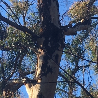 Native tree with hollow(s) (Native tree with hollow(s)) at Mogo, NSW - 2 Jun 2020 by nickhopkins