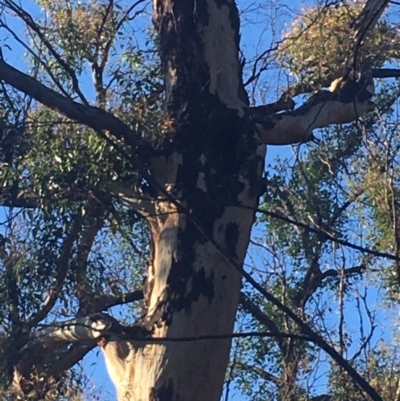 Native tree with hollow(s) (Native tree with hollow(s)) at Mogo State Forest - 2 Jun 2020 by nickhopkins