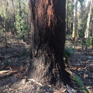 Native tree with hollow(s) at Mogo, NSW - 2 Jun 2020