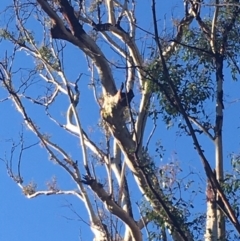 Native tree with hollow(s) (Native tree with hollow(s)) at Mogo State Forest - 2 Jun 2020 by nickhopkins