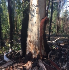 Native tree with hollow(s) at Mogo, NSW - 2 Jun 2020