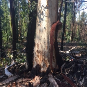 Native tree with hollow(s) at Mogo, NSW - 2 Jun 2020 01:16 AM