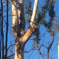 Native tree with hollow(s) (Native tree with hollow(s)) at Mogo State Forest - 1 Jun 2020 by nickhopkins