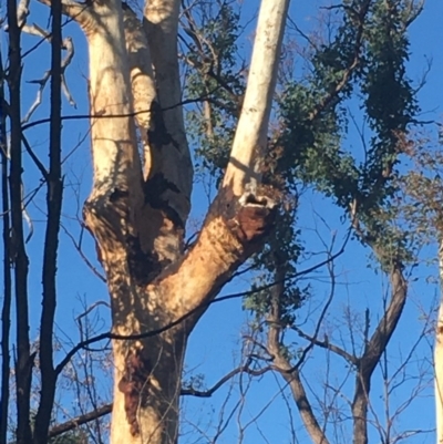 Native tree with hollow(s) (Native tree with hollow(s)) at Mogo, NSW - 1 Jun 2020 by nickhopkins