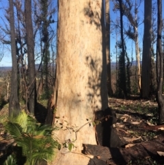 Native tree with hollow(s) at Mogo, NSW - 2 Jun 2020 01:18 AM