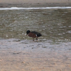 Anas castanea at Tathra, NSW - 12 May 2020 04:36 PM