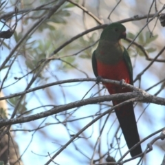 Alisterus scapularis (Australian King-Parrot) at Bournda National Park - 22 Apr 2020 by RossMannell