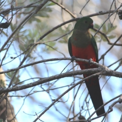 Alisterus scapularis (Australian King-Parrot) at Bournda Environment Education Centre - 22 Apr 2020 by RossMannell