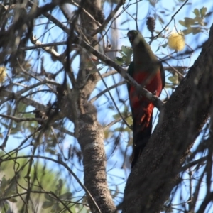 Alisterus scapularis at Bournda, NSW - 22 Apr 2020