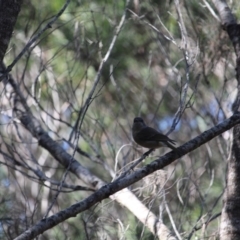 Pachycephala pectoralis (Golden Whistler) at Bournda National Park - 22 Apr 2020 by RossMannell