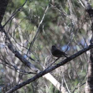 Pachycephala pectoralis at Bournda, NSW - 22 Apr 2020