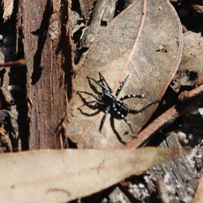 Nyssus albopunctatus (White-spotted swift spider) at Bournda Environment Education Centre - 22 Apr 2020 by RossMannell