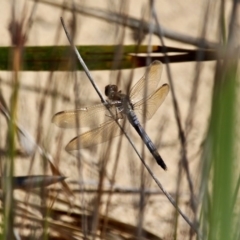 Orthetrum caledonicum (Blue Skimmer) at Bournda Environment Education Centre - 22 Apr 2020 by RossMannell