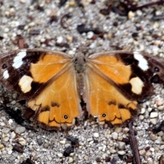 Heteronympha merope (Common Brown Butterfly) at Ben Boyd National Park - 19 Apr 2020 by RossMannell