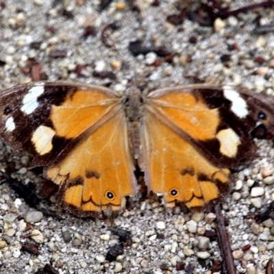 Heteronympha merope (Common Brown Butterfly) at Ben Boyd National Park - 19 Apr 2020 by RossMannell