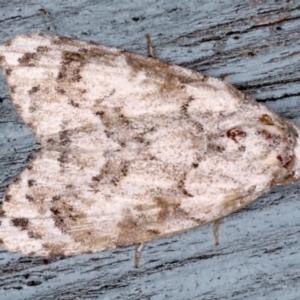 Nola epicentra at Lilli Pilli, NSW - 2 Jun 2020 02:31 AM