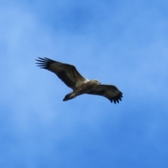 Haliaeetus leucogaster (White-bellied Sea-Eagle) at Broulee, NSW - 1 Jun 2020 by Christine