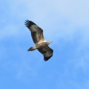 Haliaeetus leucogaster at Broulee, NSW - 1 Jun 2020