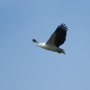 Haliaeetus leucogaster at Broulee, NSW - 1 Jun 2020