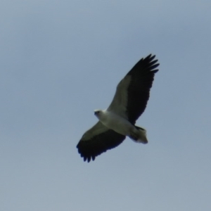 Haliaeetus leucogaster at Broulee, NSW - 1 Jun 2020