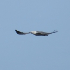 Haliaeetus leucogaster at Broulee, NSW - 1 Jun 2020 12:59 PM