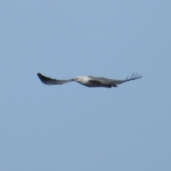 Haliaeetus leucogaster at Broulee, NSW - 1 Jun 2020