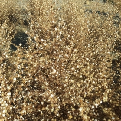 Dittrichia graveolens (Stinkwort) at Jerrabomberra, ACT - 2 Jun 2020 by Mike