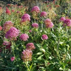 Centranthus ruber (Red Valerian, Kiss-me-quick, Jupiter's Beard) at Jerrabomberra, ACT - 1 Jun 2020 by Mike