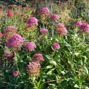 Centranthus ruber at Jerrabomberra, ACT - 2 Jun 2020