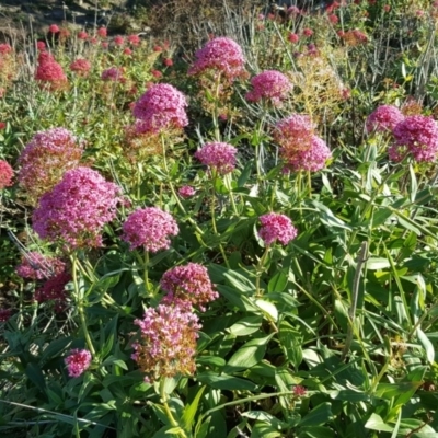 Centranthus ruber (Red Valerian, Kiss-me-quick, Jupiter's Beard) at Jerrabomberra, ACT - 1 Jun 2020 by Mike