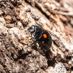 Paropsisterna octosignata (Eucalyptus leaf beetle) at Dunlop, ACT - 2 Jun 2020 by Roger