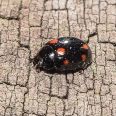 Paropsisterna octosignata at Molonglo River Reserve - 2 Jun 2020