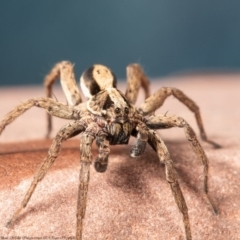 Venatrix pseudospeciosa (Wolf spider) at Macgregor, ACT - 2 Jun 2020 by Roger