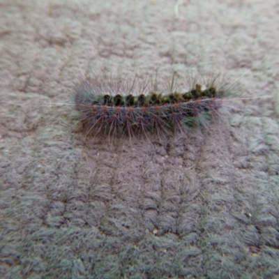 Epicoma melanospila (Black Spot Moth) at Tathra Public School - 2 Jun 2020 by TathraPreschool