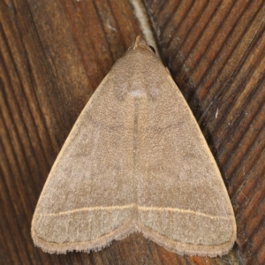 Simplicia caeneusalis at Lilli Pilli, NSW - 2 Jun 2020 07:15 AM