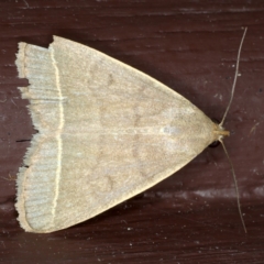 Simplicia caeneusalis at Lilli Pilli, NSW - 2 Jun 2020